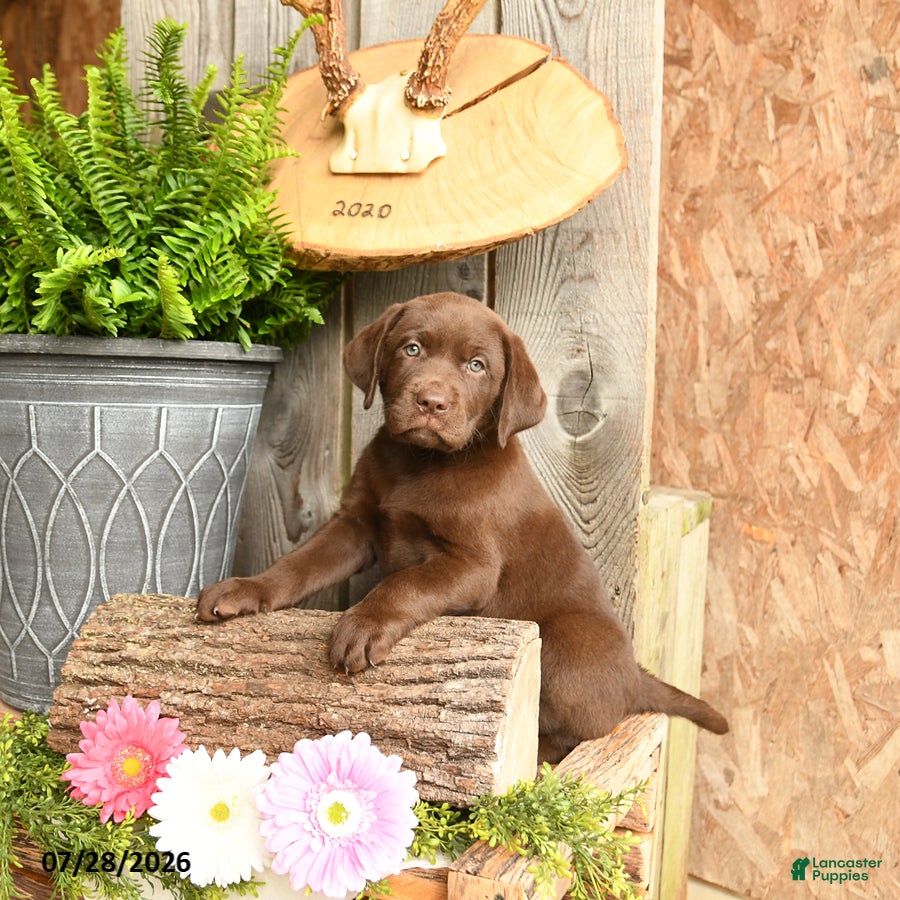 Labrador Retriever dogs Willow - Ad 1