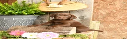 Labrador Retriever dogs for sale: Willow - Ad 1