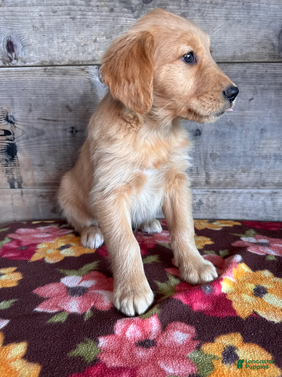 Golden Retriever dogs for sale: Golden Retriever Puppy 1 - Ad 3