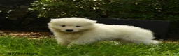 Samoyed dogs for sale: Krista - Ad 5