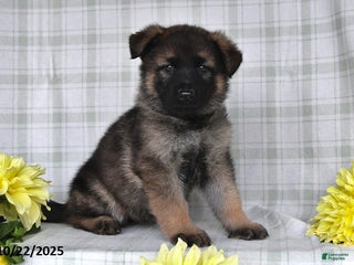 German Shepherd dogs - Ad 40