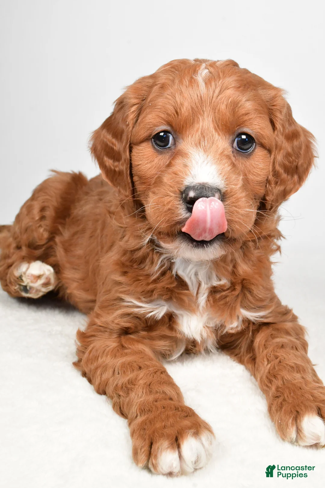 Mini Goldendoodle dogs for sale: Benji - Ad 11