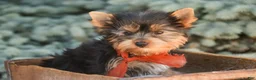 Yorkshire Terrier dogs for sale: Cheyenne - Ad 4