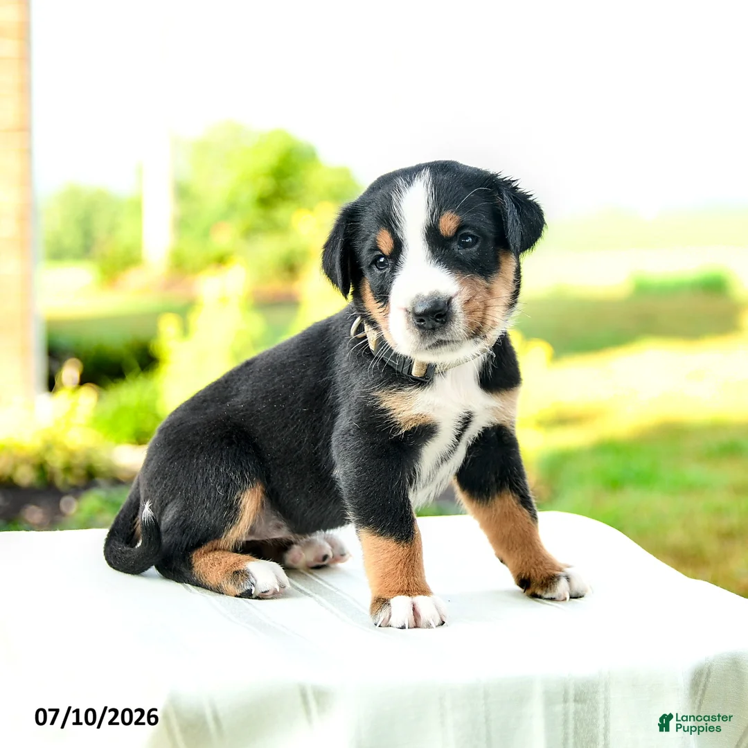 Greater Swiss Mountain Dog dogs for sale: Johanna - Ad 2