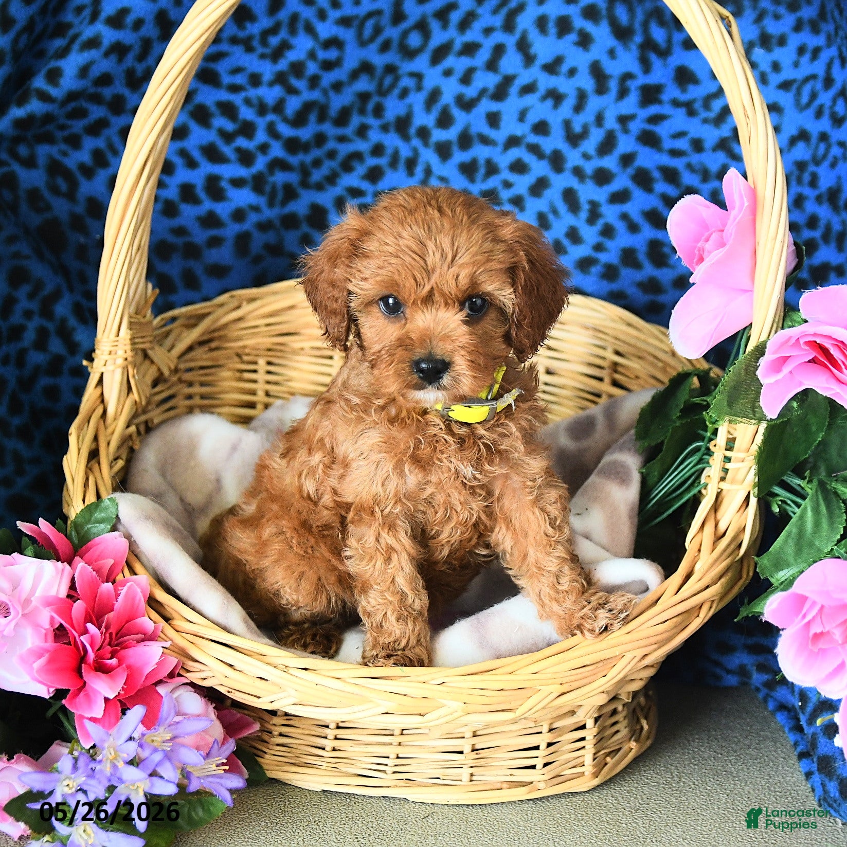 Cavapoo dogs Camila - Ad 2