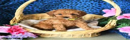 Cavapoo dogs for sale: Camila - Ad 2