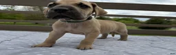 Great Dane dogs for sale: Tortellini (Green) - Ad 1