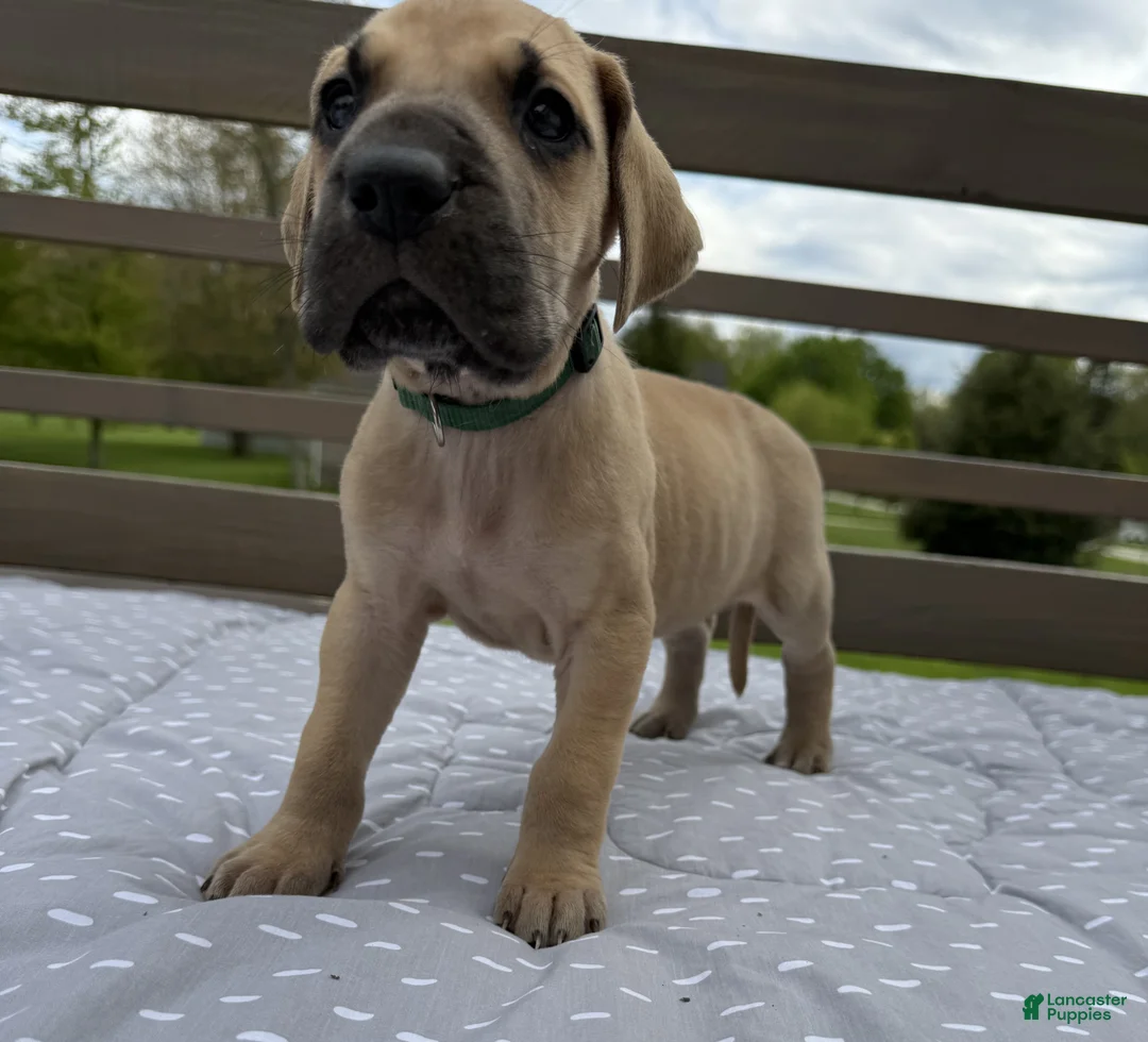 Great Dane dogs for sale: Tortellini (Green) - Ad 1