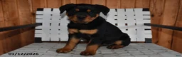 Rottweiler dogs for sale: Bella   - Ad 4