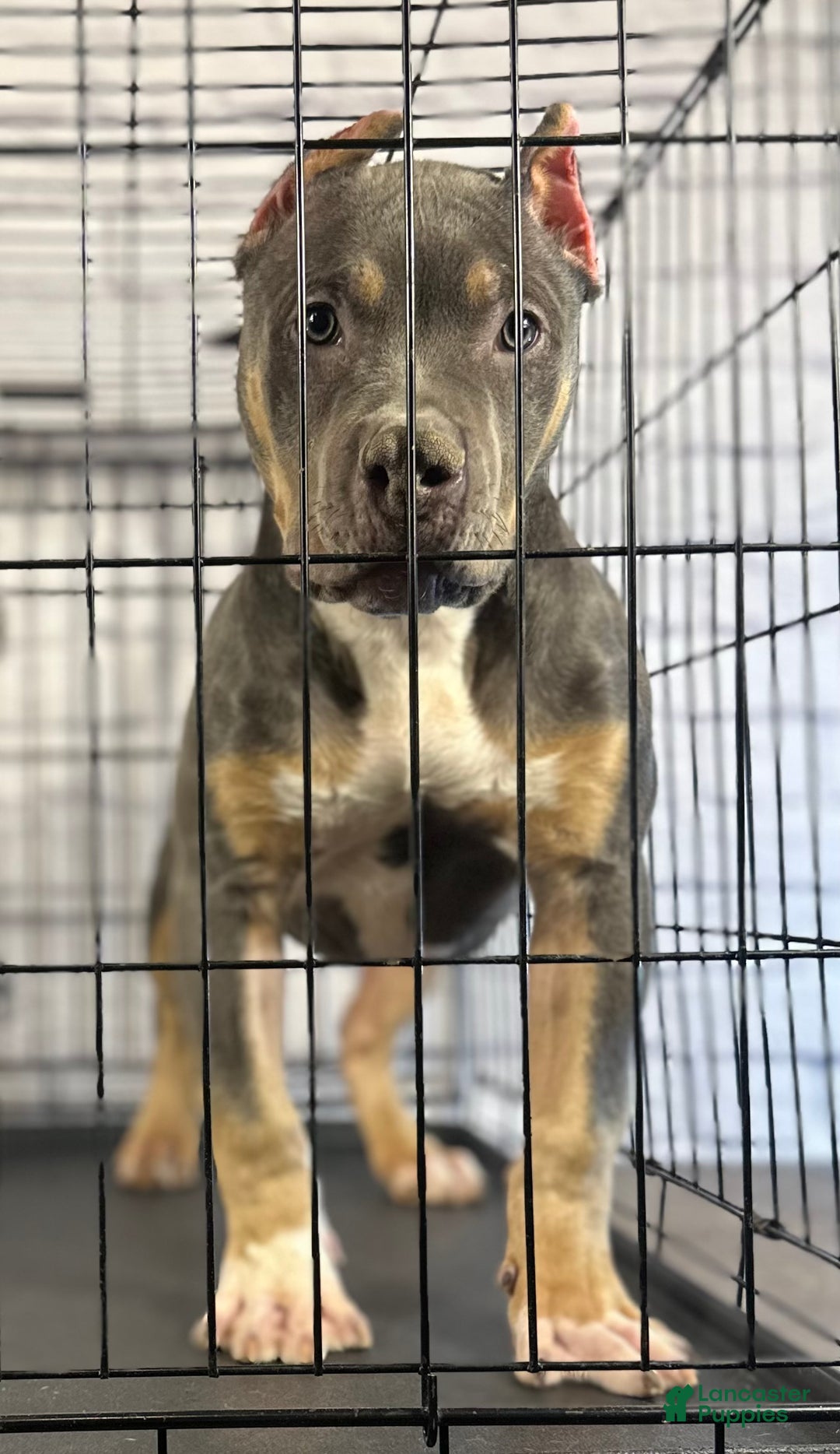 American Bully dogs for sale: Diezel - Ad 13