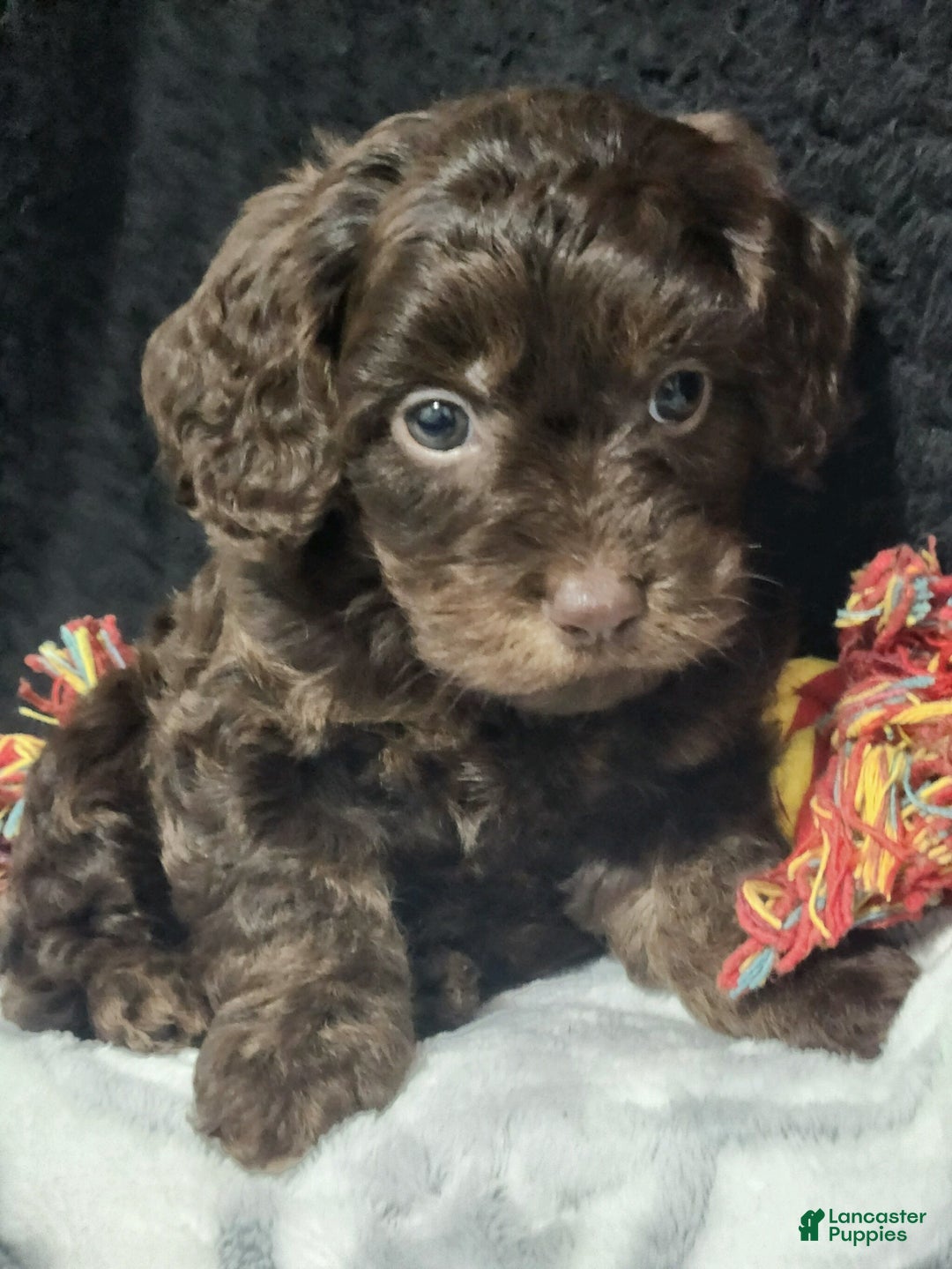 Cavapoo dogs for sale: Scotty - Ad 3