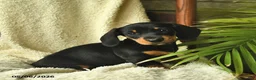 Miniature Dachshund dogs for sale: Kaya  - Ad 2