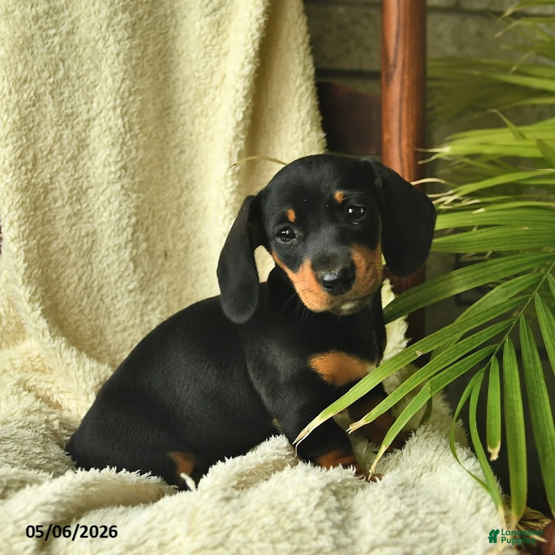 Miniature Dachshund dogs for sale: Kaya  - Ad 2