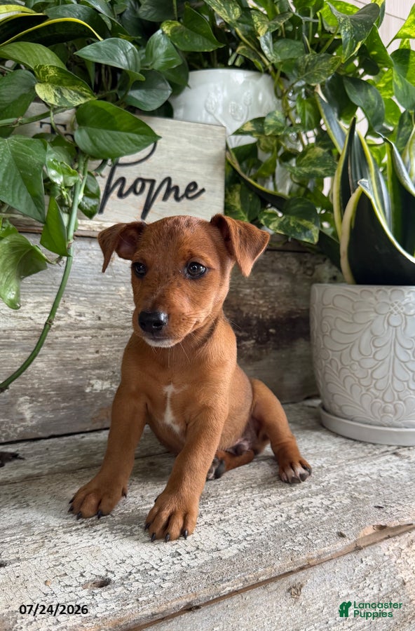 Mixed Breed dogs Lincoln - Ad 2