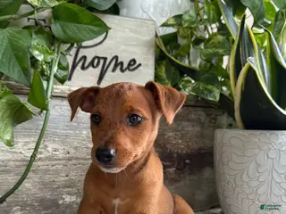 Mixed Breed dogs Lincoln - Ad 2