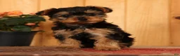 Yorkiepoo dogs for sale: Mr Cutie - Ad 4