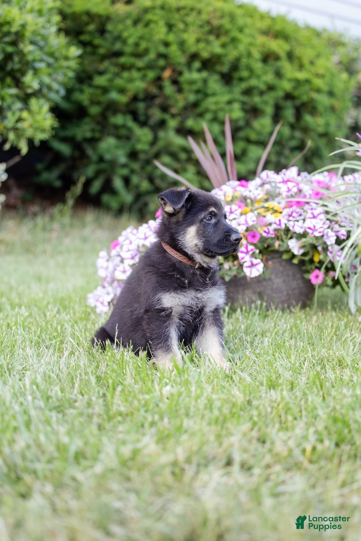 German Shepherd dogs Apollo - Ad 2