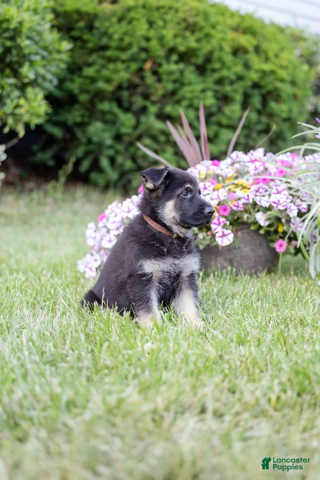 German Shepherd dogs for sale: Apollo - Ad 2