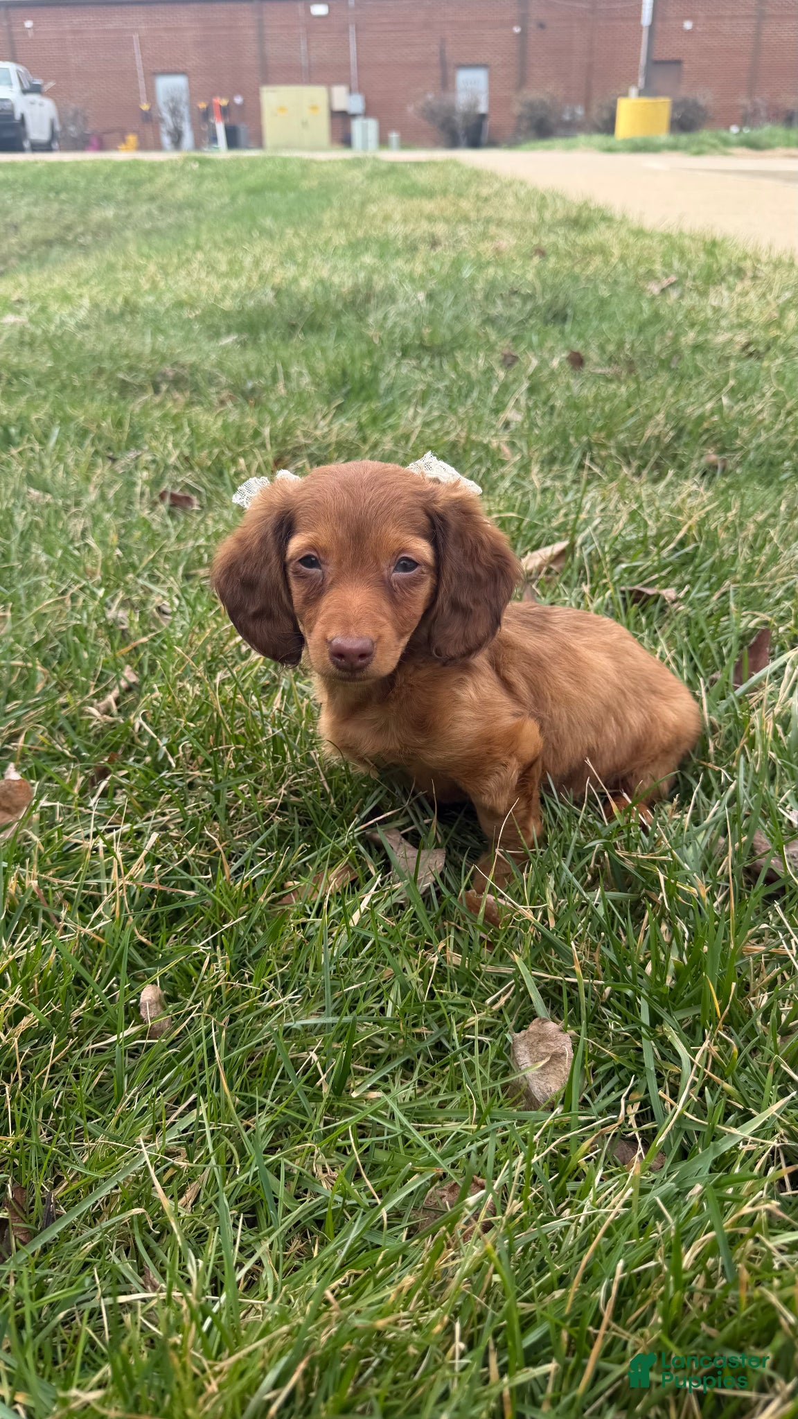 Miniature Dachshund dogs Zara - Ad 1
