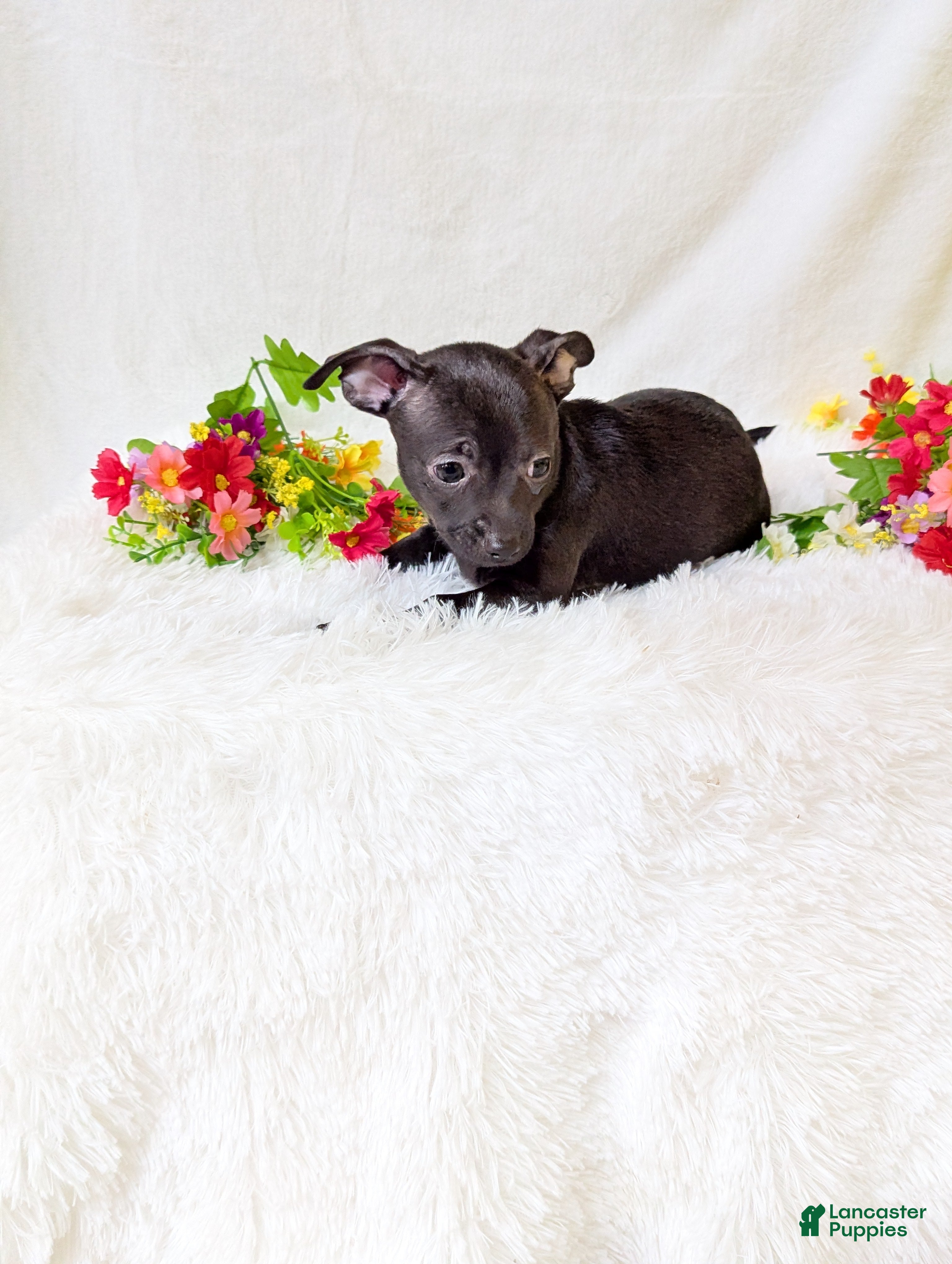 Chihuahua dogs Batman  - Ad 2