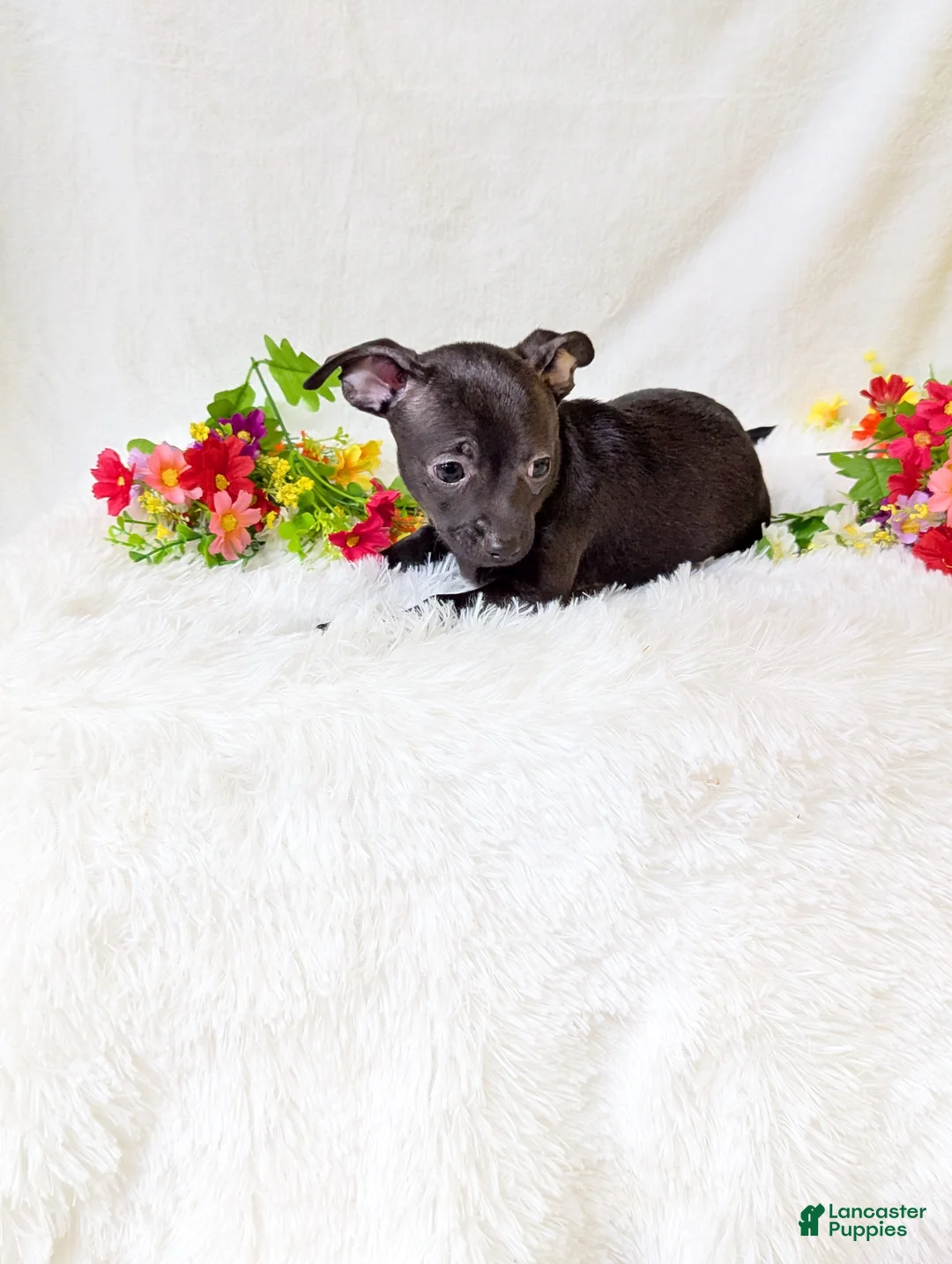 Chihuahua dogs for sale: Batman  - Ad 2