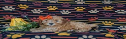 Cockapoo dogs for sale: Jessie Hypoallergenic - Ad 4