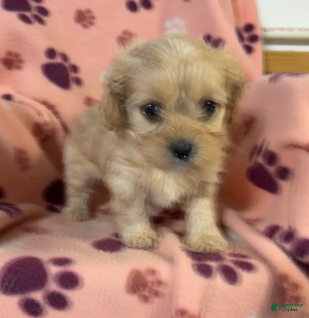 Cavapoo dogs for sale: Cavapoo Puppy 2 - Ad 3