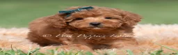 Maltipoo dogs for sale: Putt Putt F1 - Ad 7