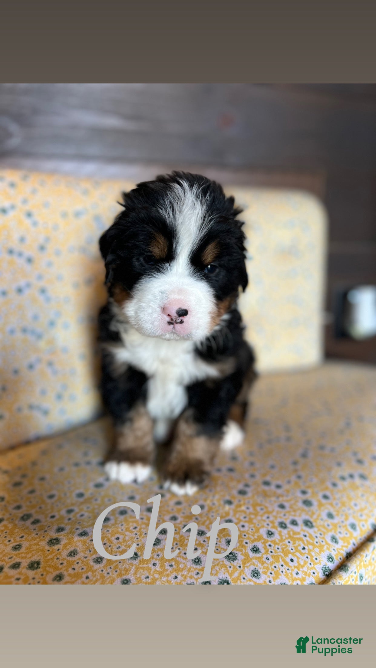 Bernese Mountain Dog dogs Chip - Ad 4
