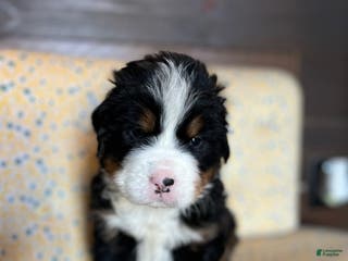 Bernese Mountain Dog dogs Chip - Ad 4