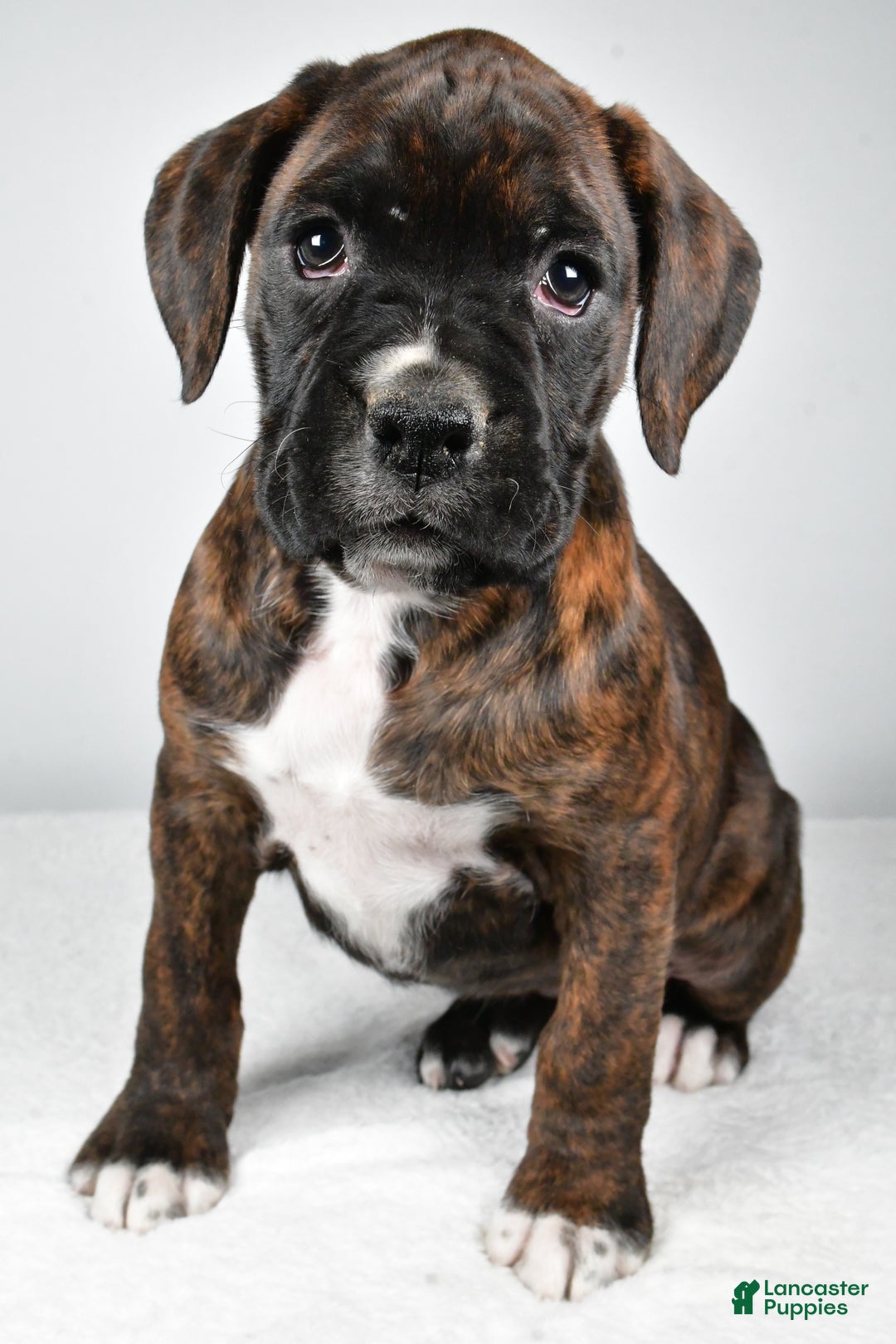 Boxer dogs for sale: Abby - Ad 4