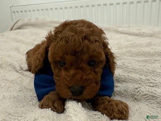 Cockapoo dogs Jackson - Ad 19