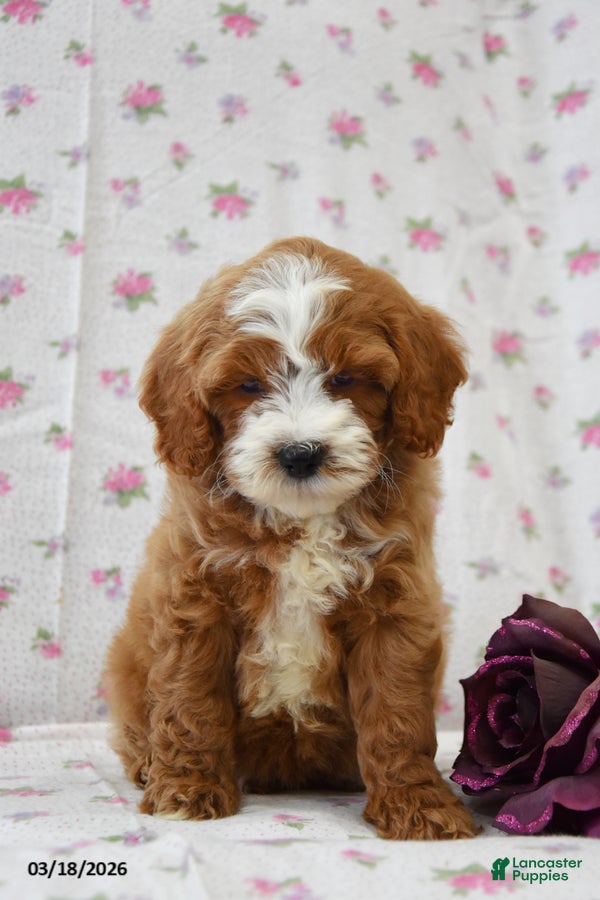 Cavapoo dogs Donovan - Ad 1