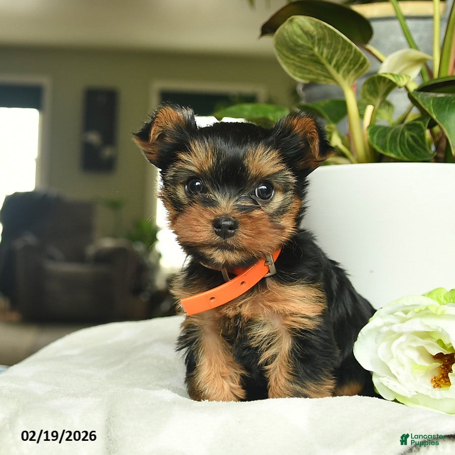 Yorkshire Terrier dogs Mollie - Ad 2