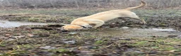 Labrador Retriever dogs for sale: Labrador Retriever light blue  - Ad 4