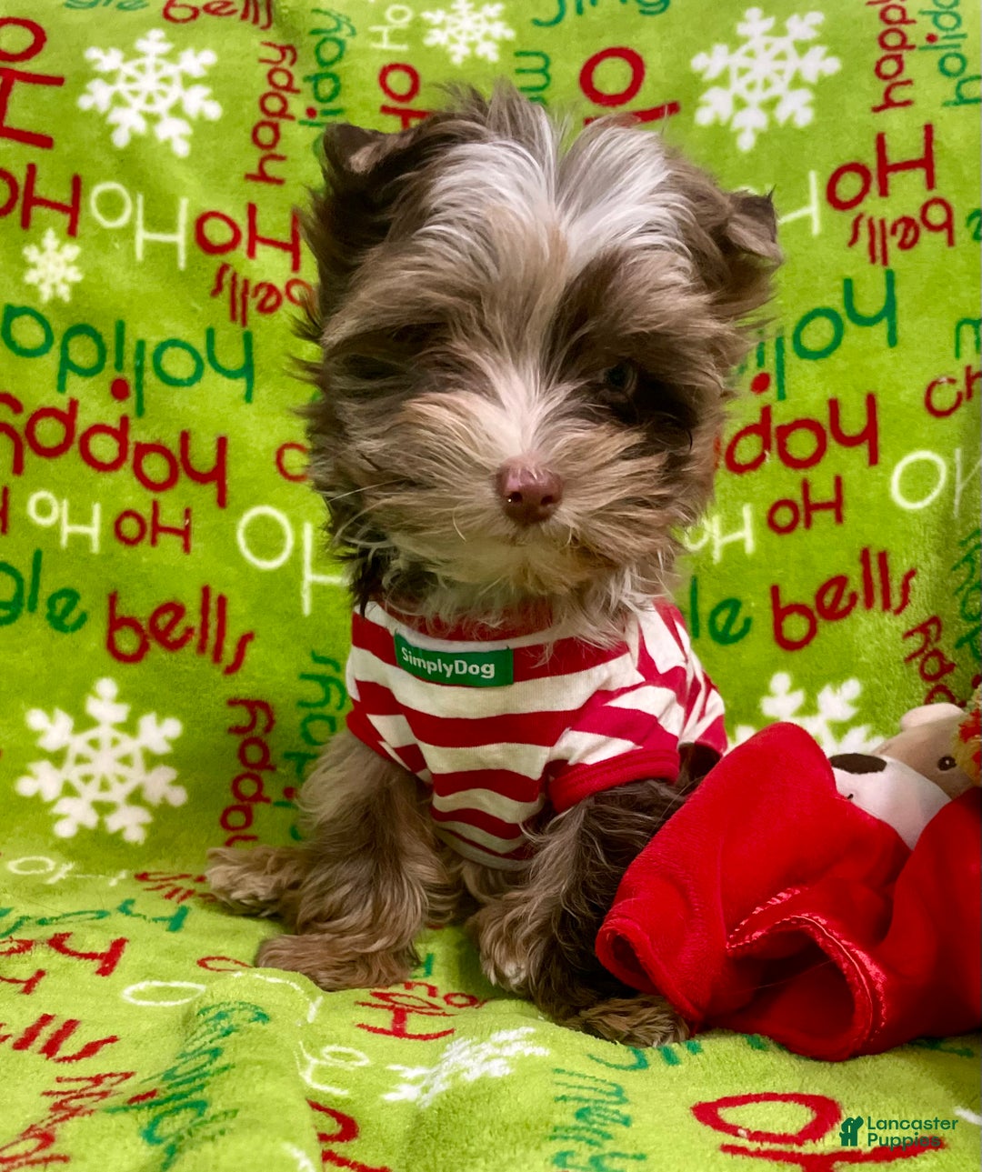 Yorkshire Terrier dogs for sale: Choc Merle Tommy  - Ad 6