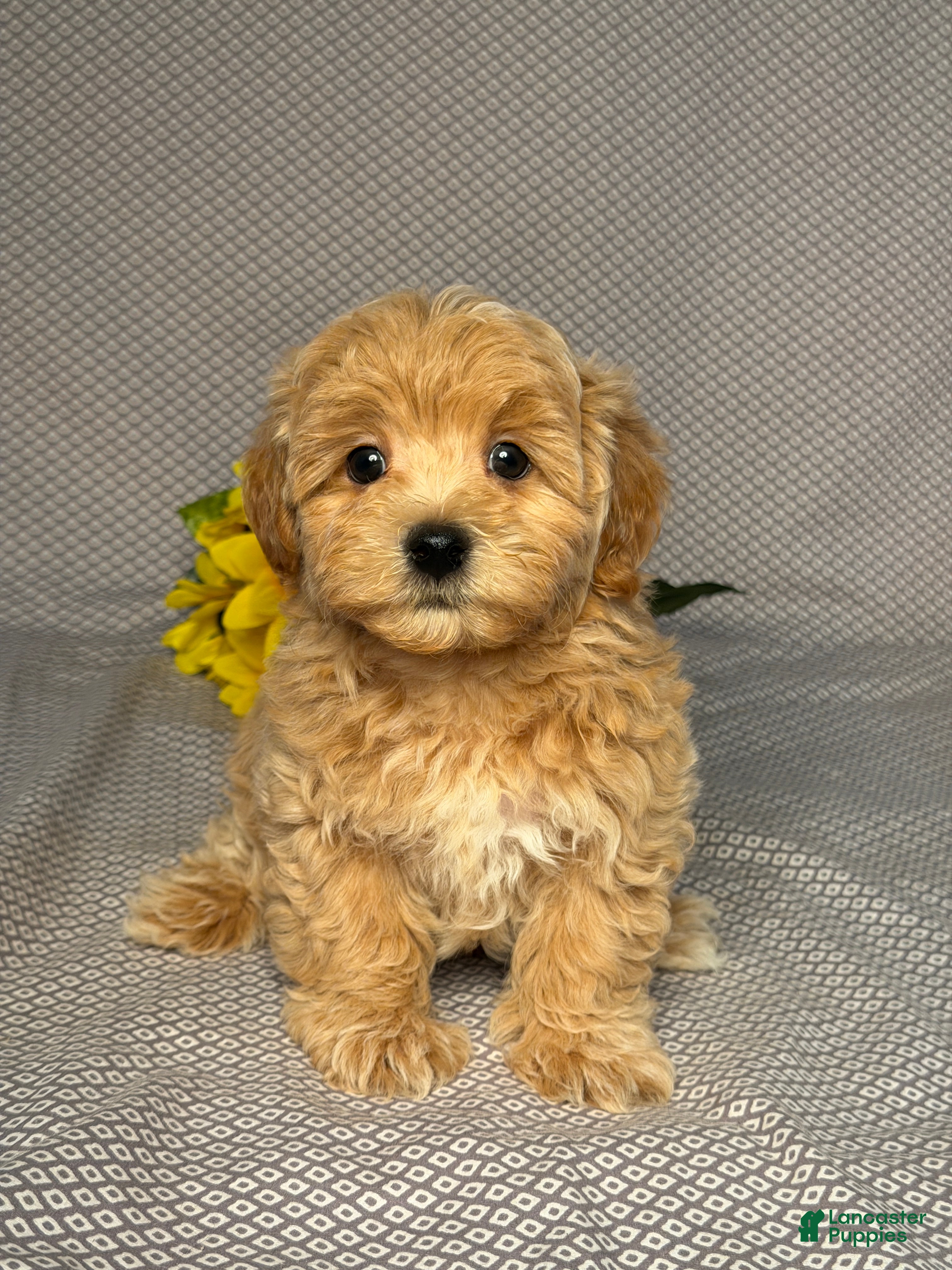 Maltipoo dogs Austin - Ad 1
