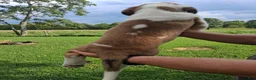 Saint Bernard dogs for sale: Peaches  - Ad 5