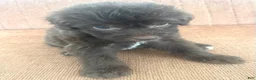 Mixed Breed dogs for sale: Carlton - Ad 8