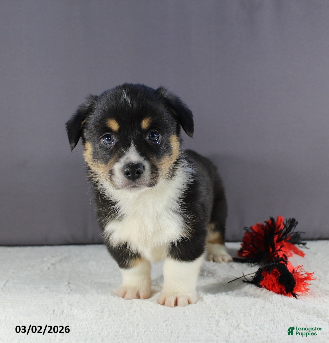 Welsh Corgi Pembroke dogs Charlie - Ad 2