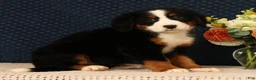 Bernese Mountain Dog dogs for sale: Heidi - Ad 3