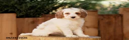 Mini Goldendoodle dogs for sale: Tessa - Ad 4