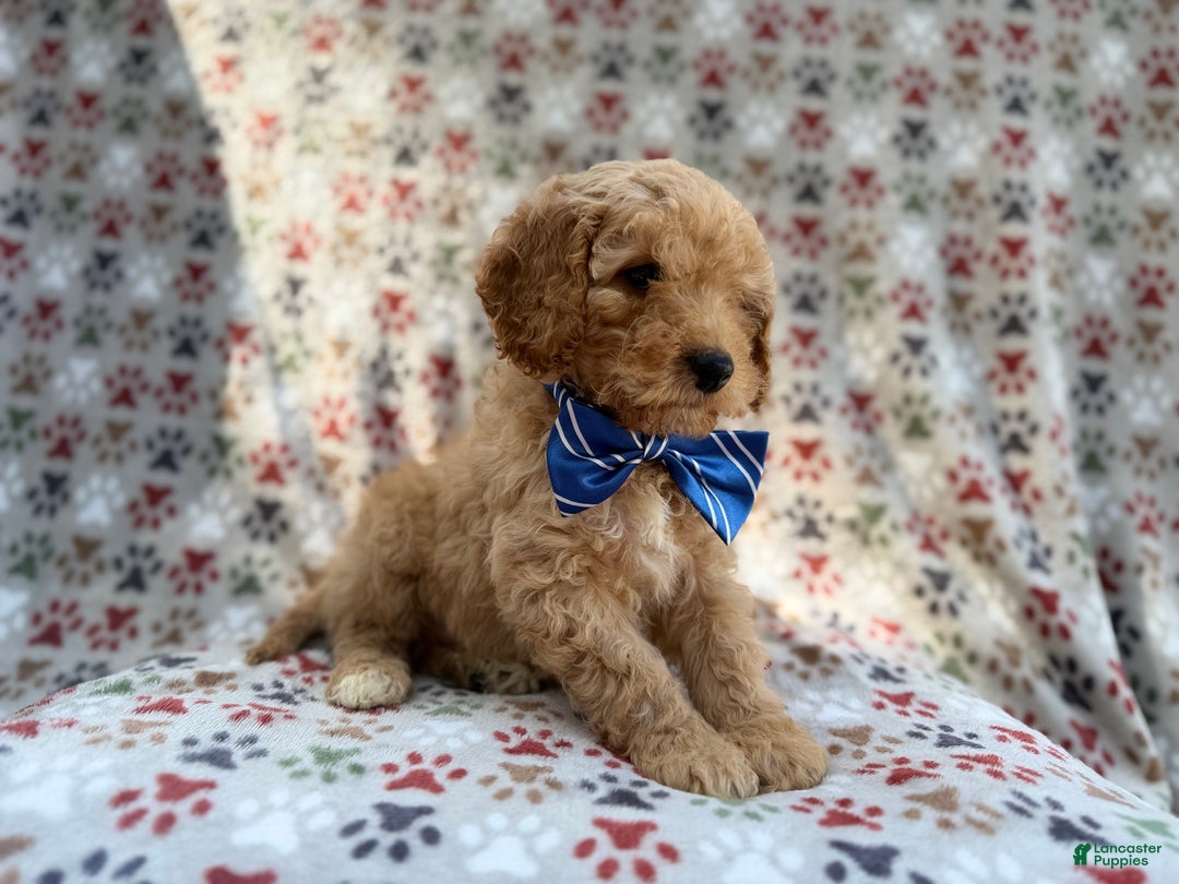 Cavapoo dogs for sale: Jax - Ad 4
