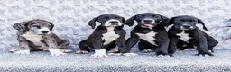 Great Dane dogs for sale: Bruce - Ad 10
