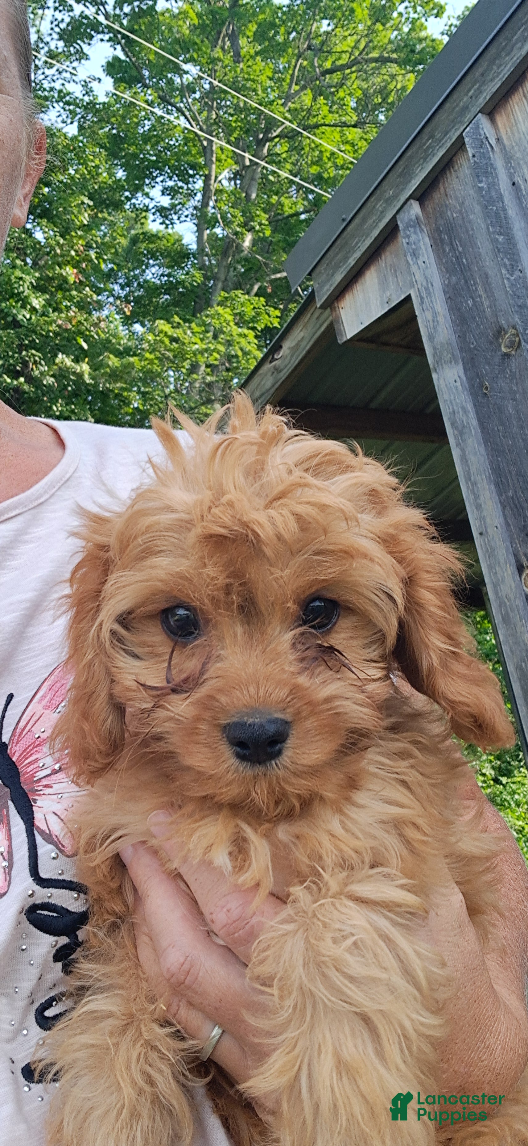 Cavapoo dogs Luca - Ad 2