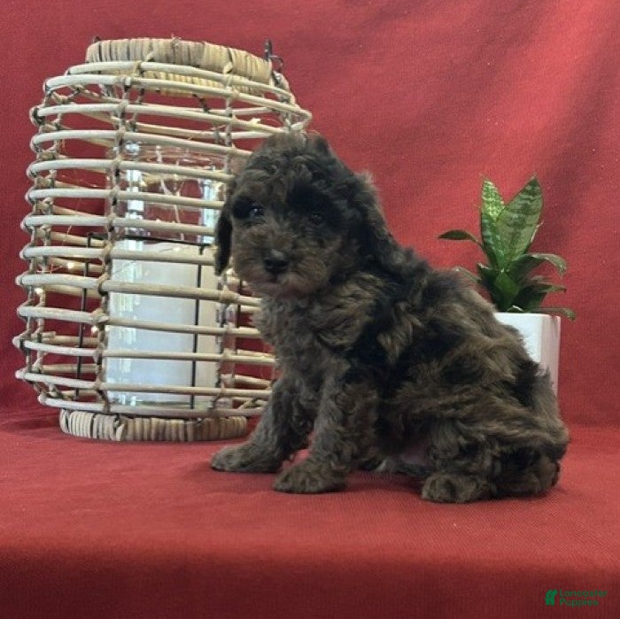 Miniature Poodle dogs for sale: Blue Moon - Ad 4