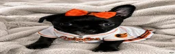 Mixed Breed dogs for sale: Mixed Breed Puppy 2 - Ad 2
