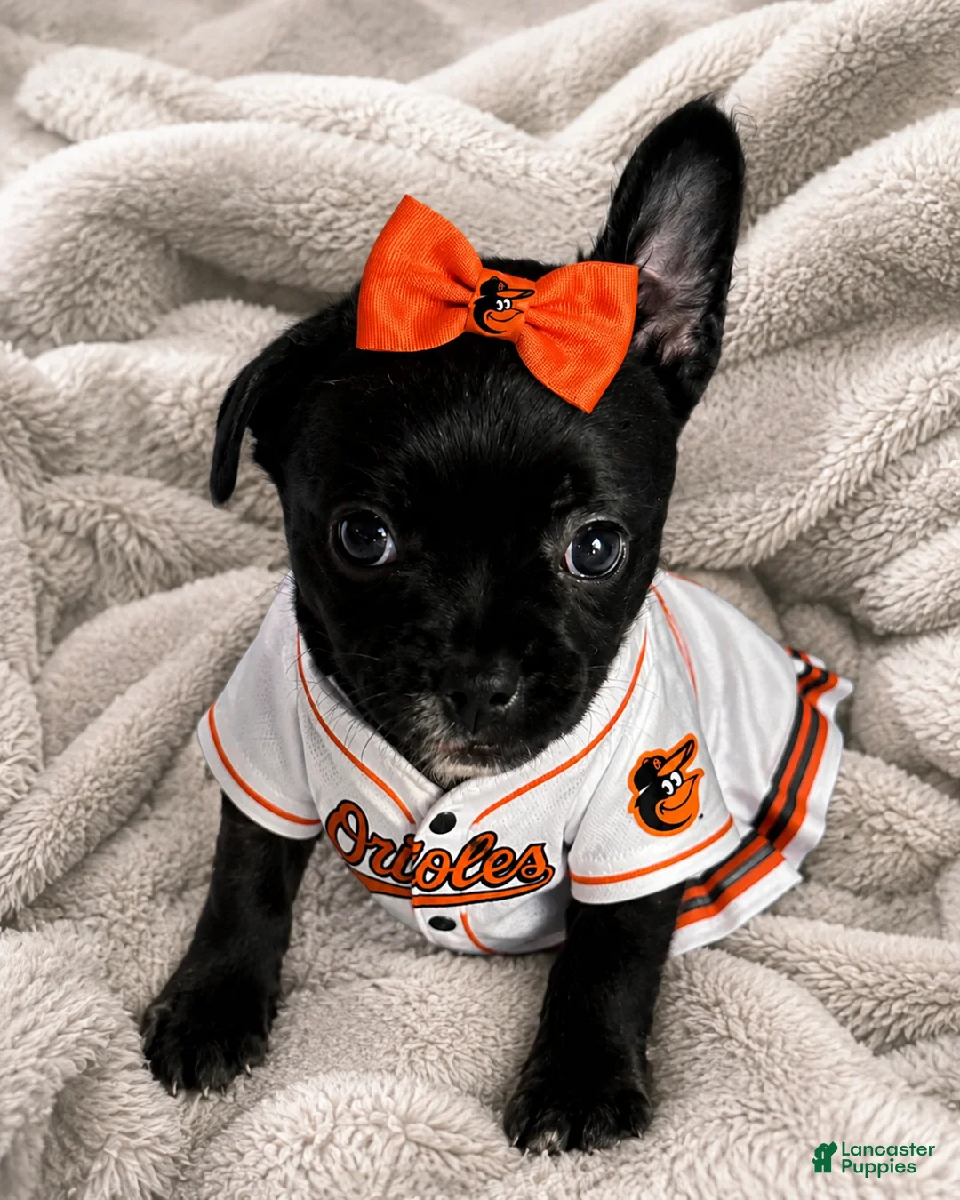 Mixed Breed dogs for sale: Mixed Breed Puppy 2 - Ad 2