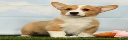Welsh Corgi Pembroke dogs for sale: Honey - Ad 3