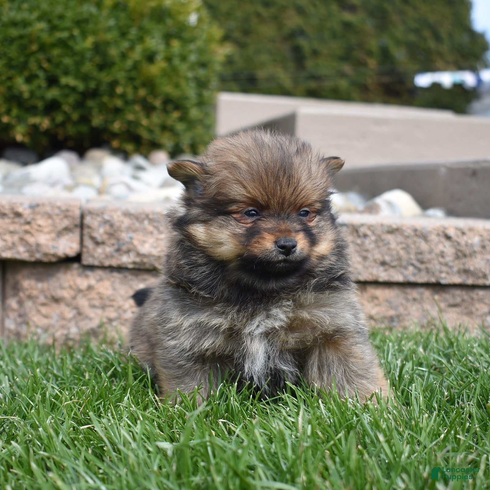 Pomeranian dogs Daisy  - Ad 2